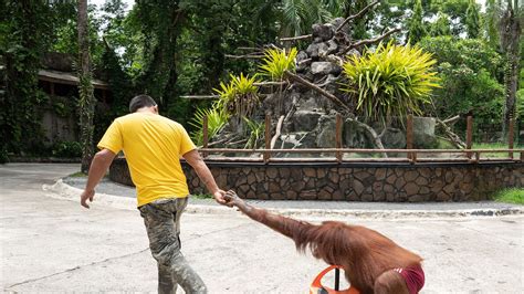 world animal protection scandal|Hundreds of zoos and aquariums accused of .